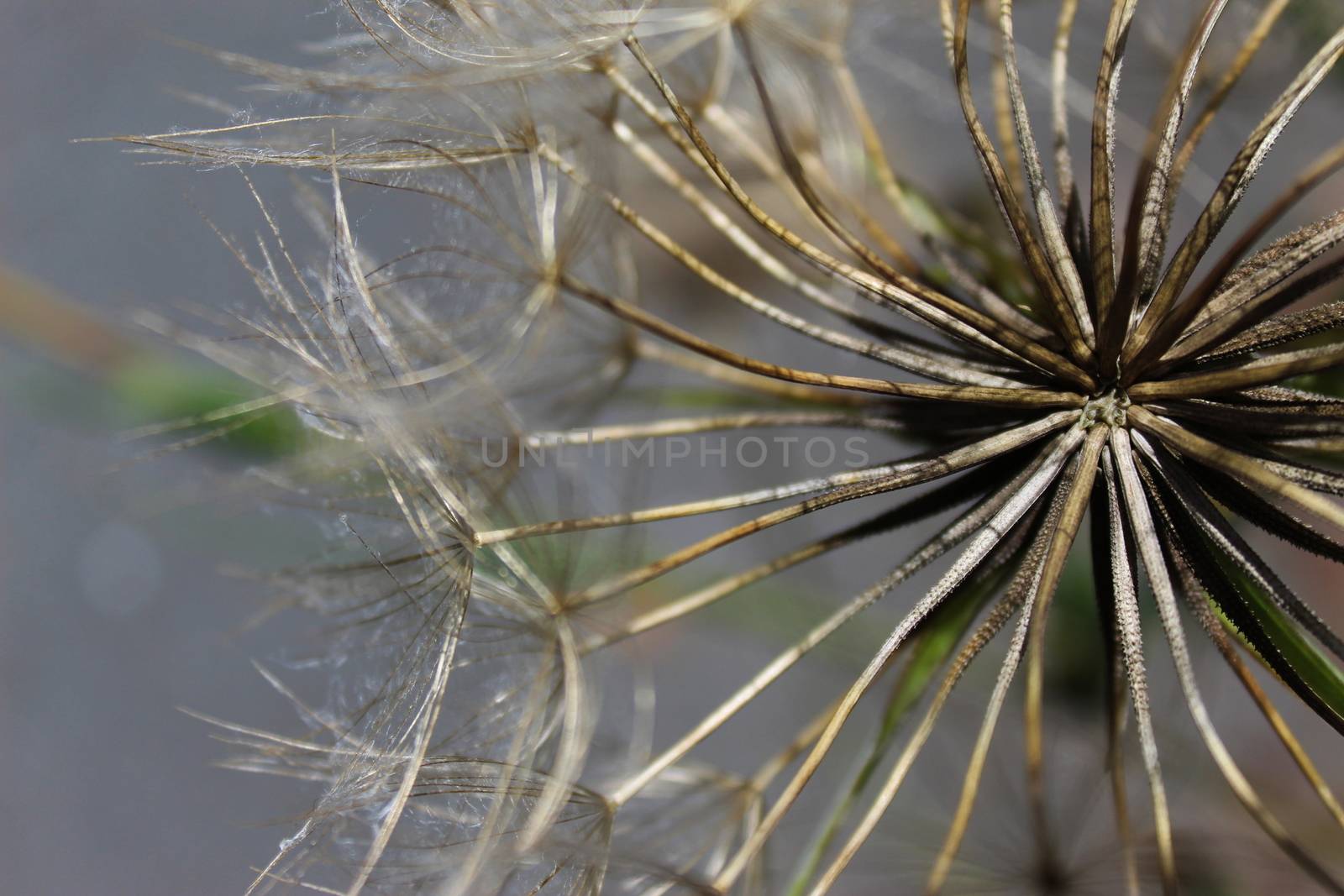 Close up, macro of dandelion seed head. Beja, Portugal.