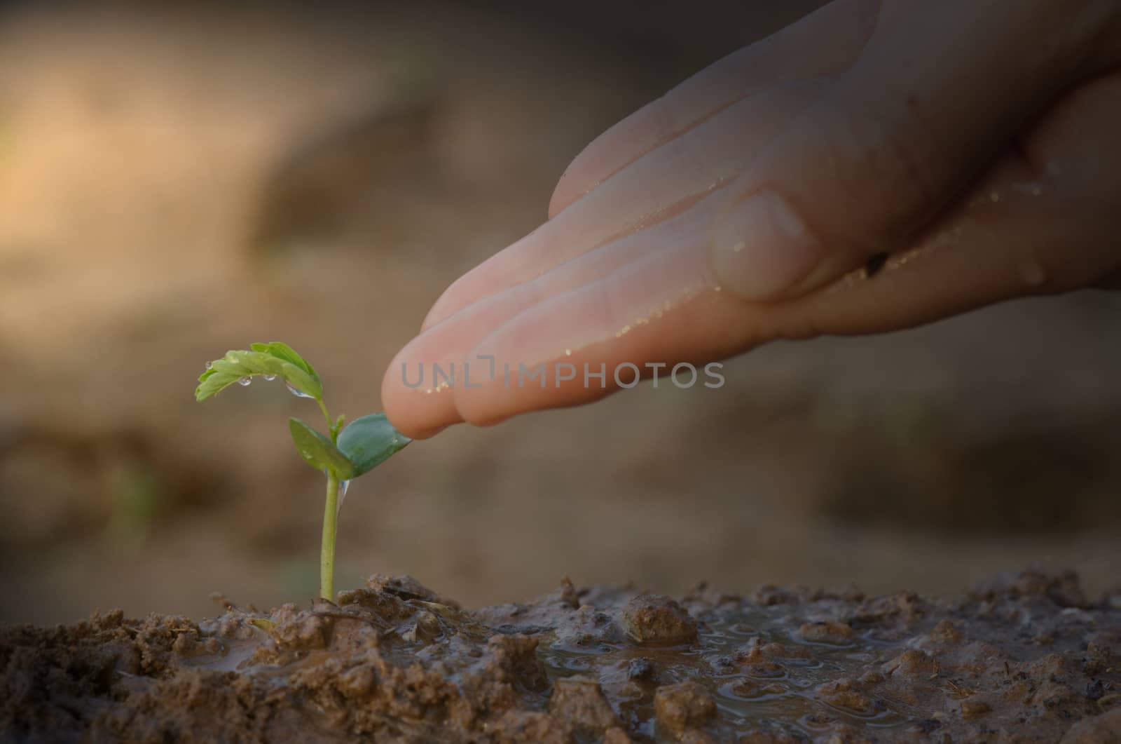 The concept of environmental conservation. Small seedlings that are just planted and waiting for growth, with hands that are dripping water. Show conservation of trees and the environment.