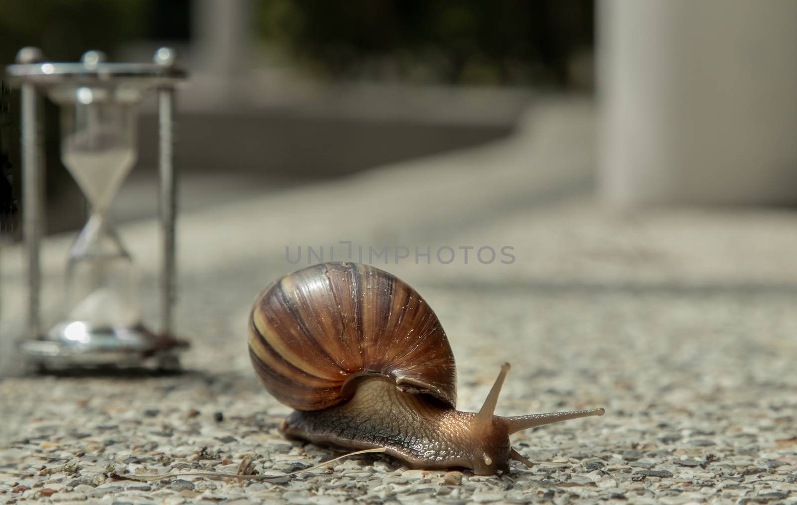 Dark achatina snail with Dark shell crawling on the Stone floor near Hourglass. Deadline concept and Slow current time.