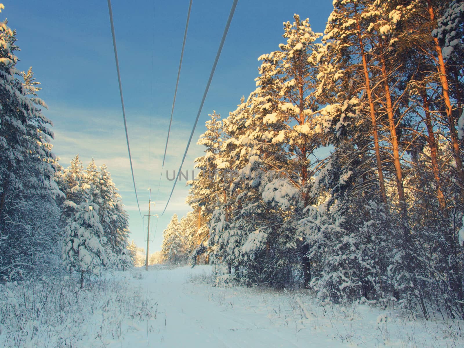 beautiful winter landscape with pines snow covered