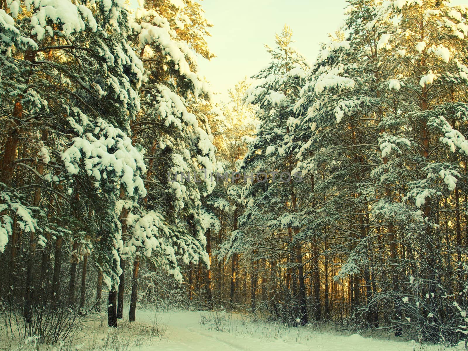 beautiful winter landscape with pines snow covered