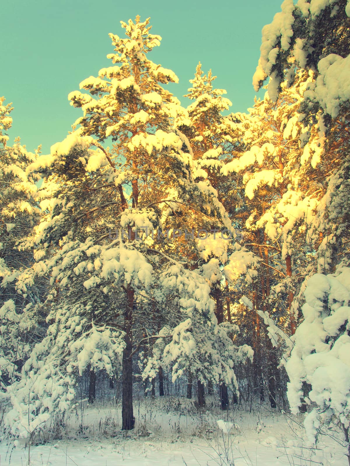 beautiful winter landscape with pines snow covered