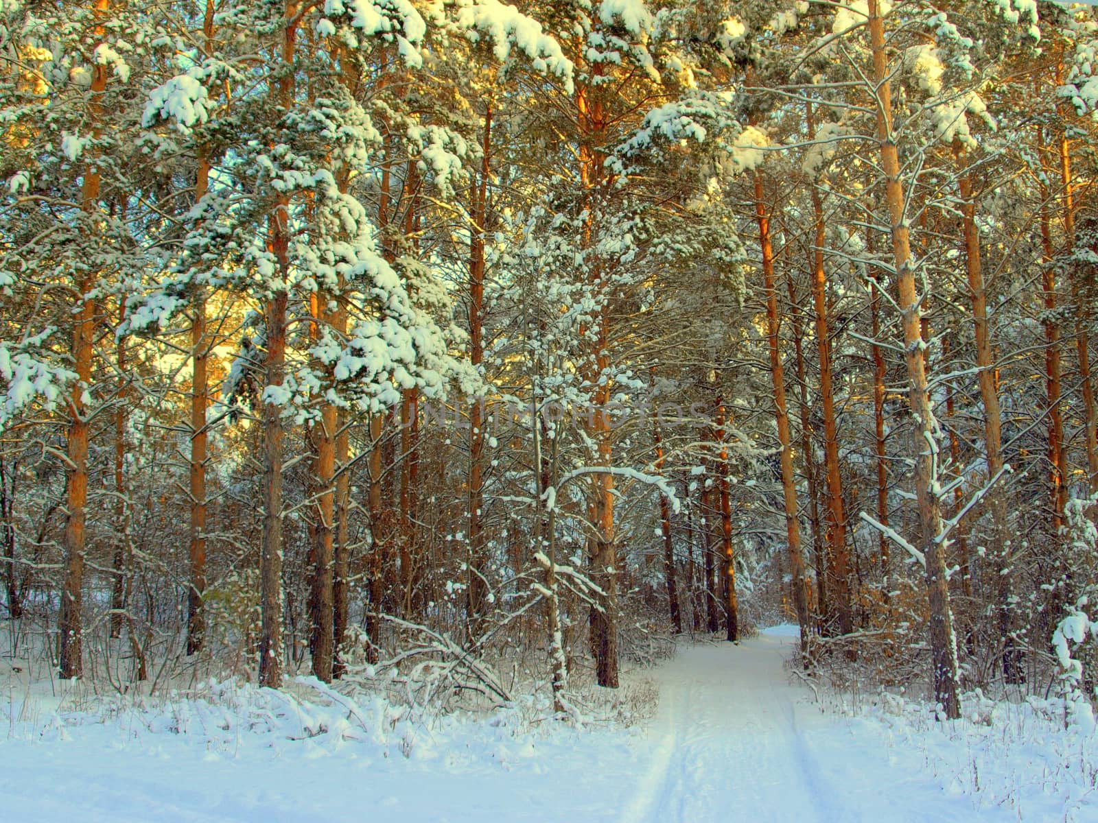 beautiful winter landscape with pines snow covered