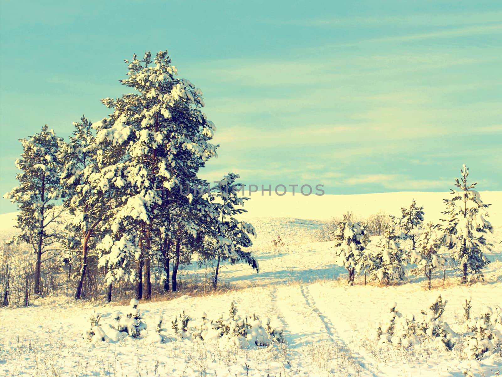 beautiful winter landscape with pines snow covered