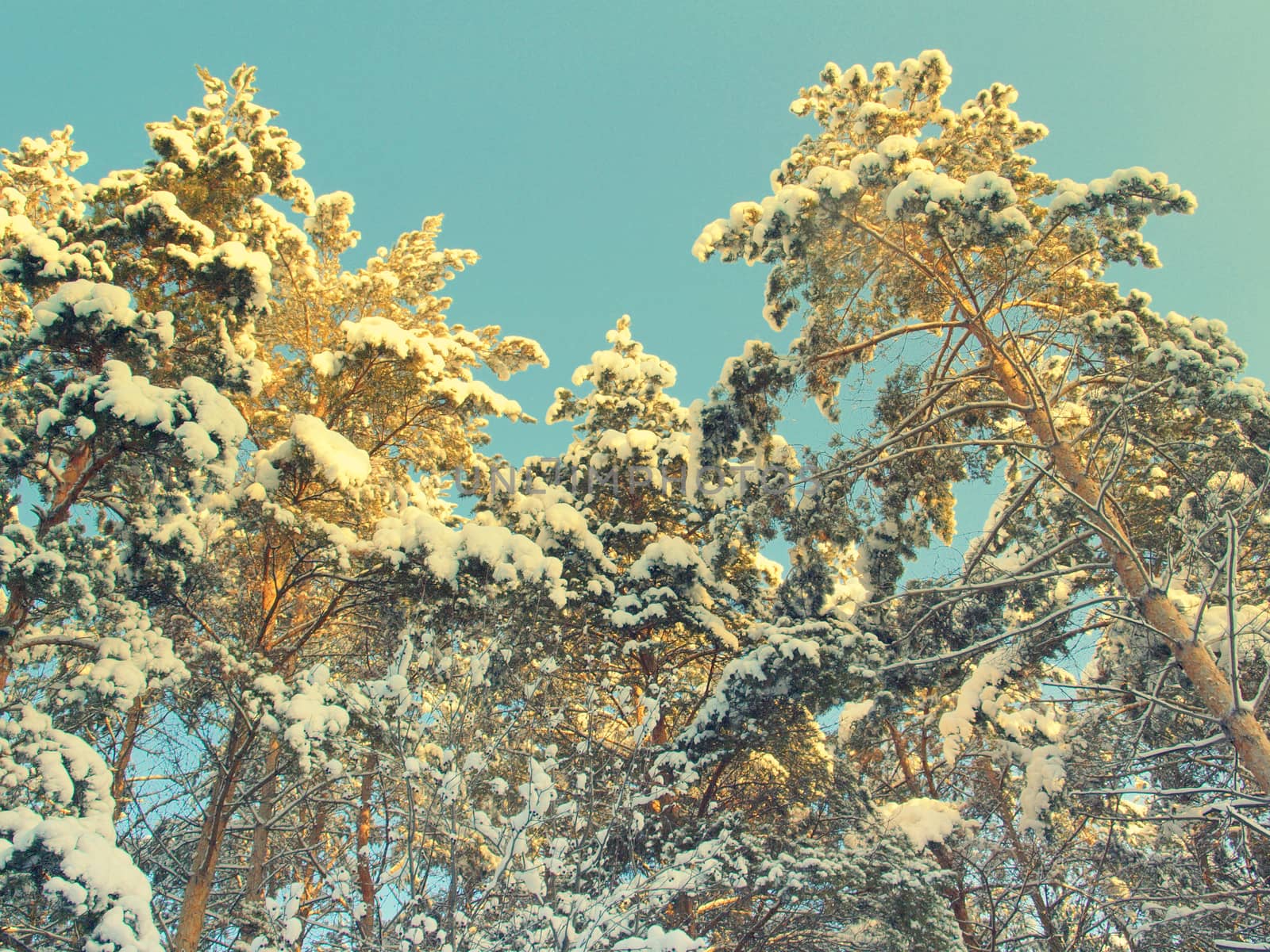 beautiful winter landscape with pines snow covered