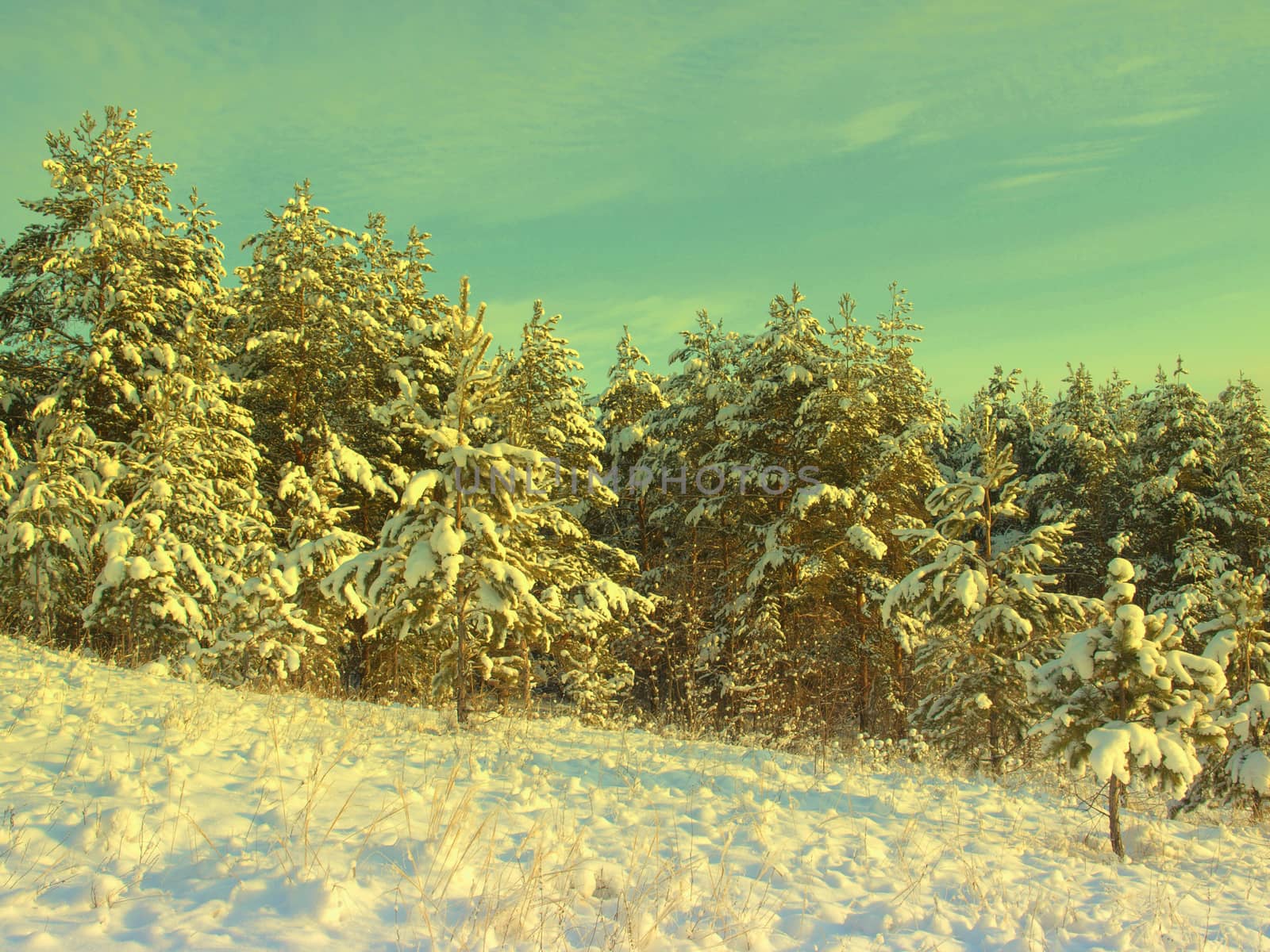 beautiful winter landscape with pines snow covered