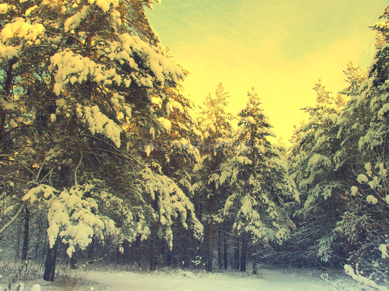 beautiful winter landscape with pines snow covered