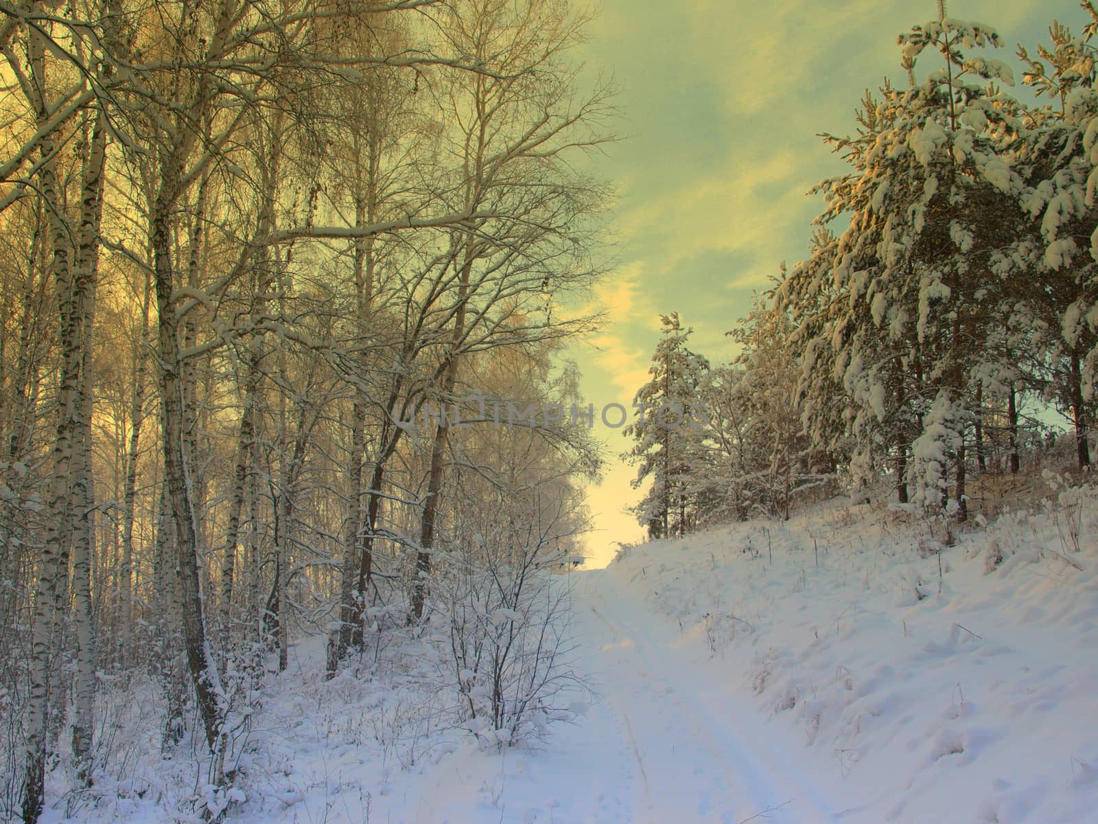 beautiful winter landscape with pines snow covered