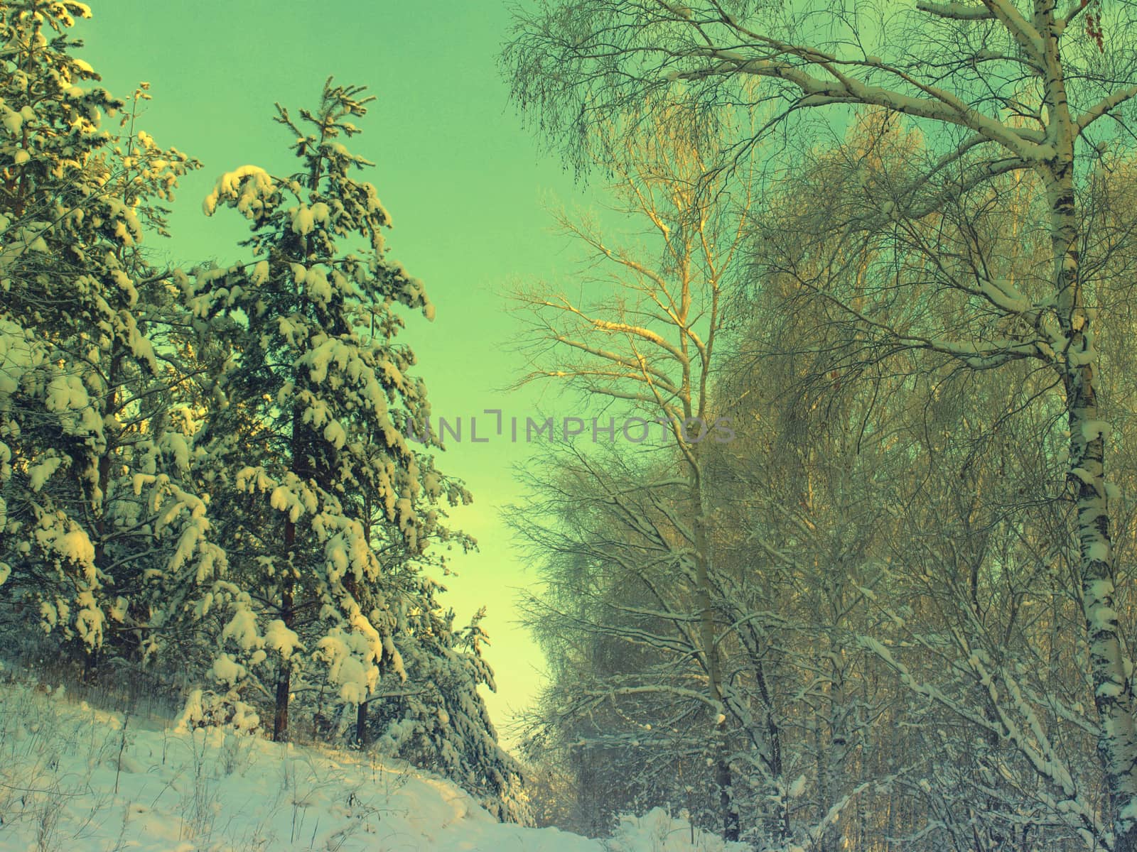 beautiful winter landscape with pines snow covered