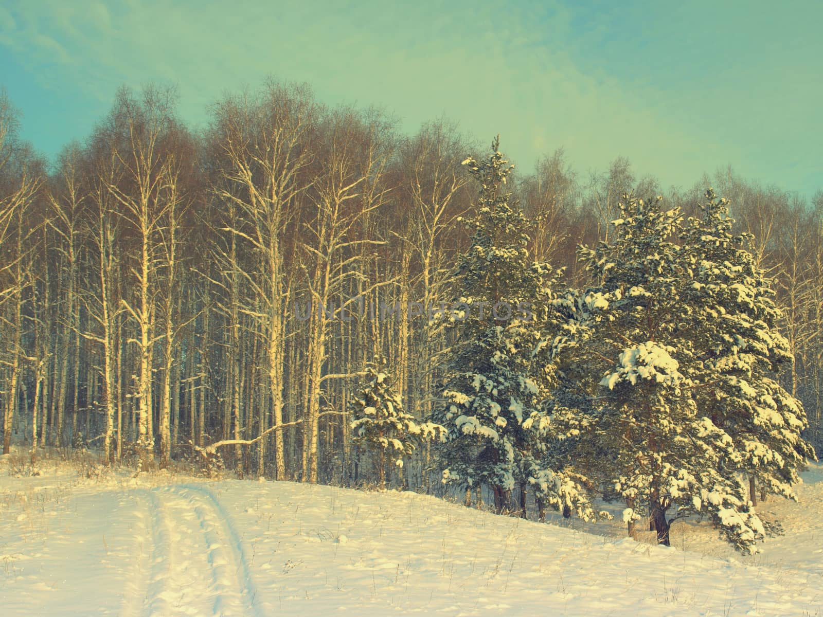 beautiful winter landscape with pines snow covered