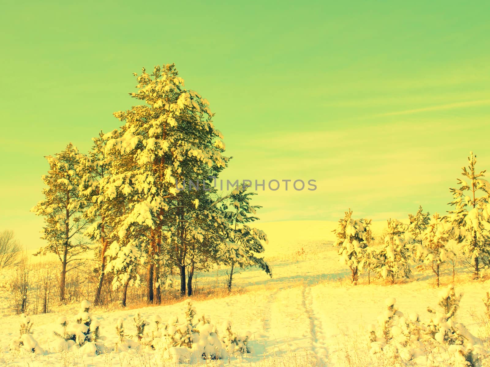 beautiful winter landscape with pines snow covered