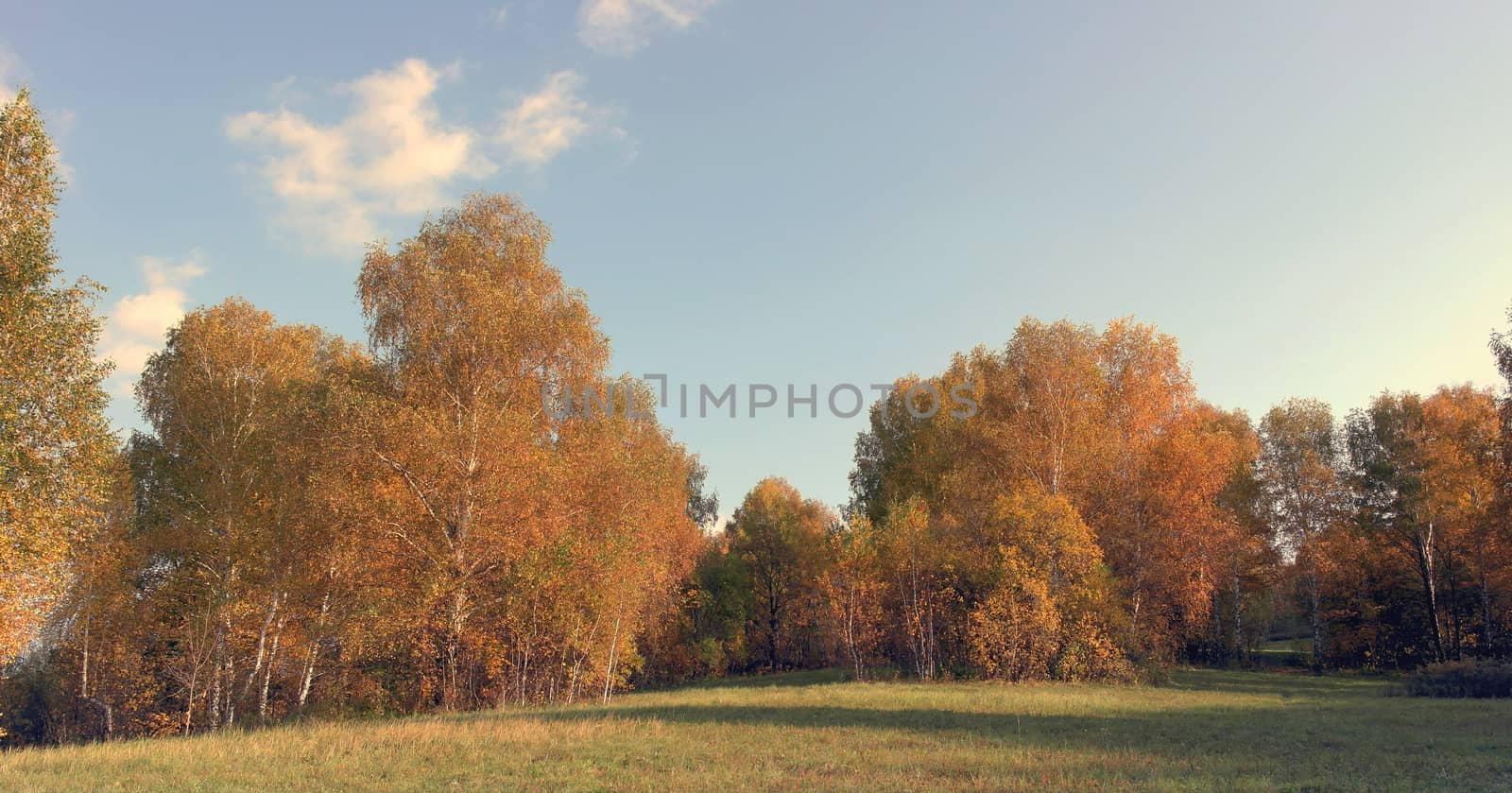 Beautiful autumn landscape with birches on the hill