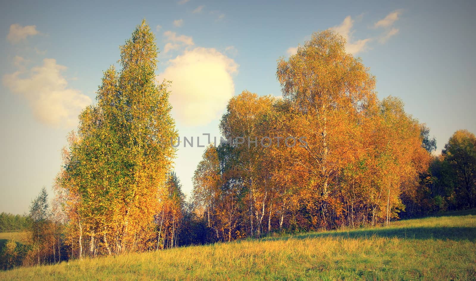 Beautiful autumn landscape with birches on the hill