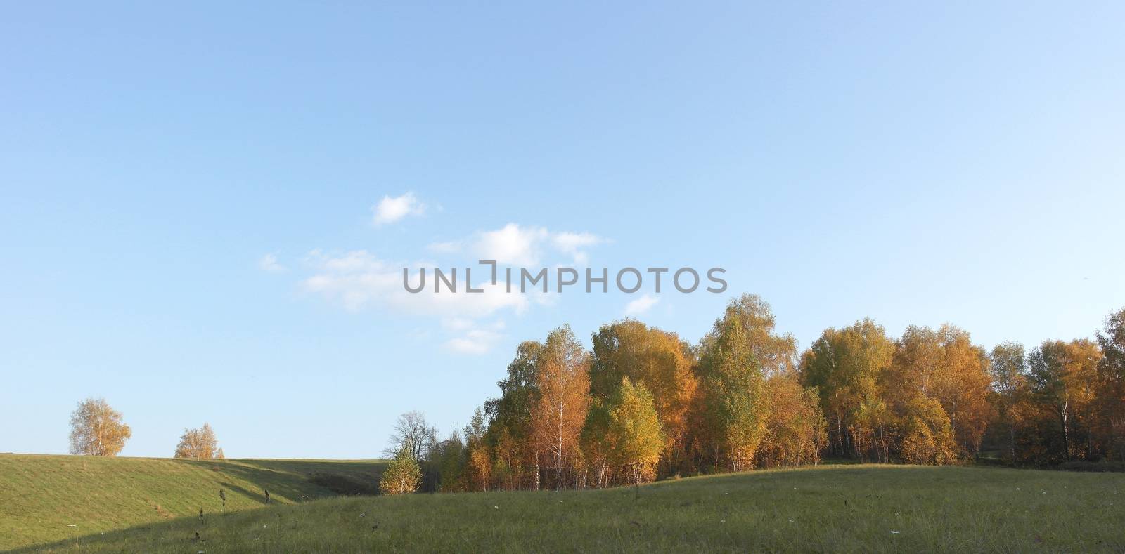 Beautiful autumn landscape with birches on the hill
