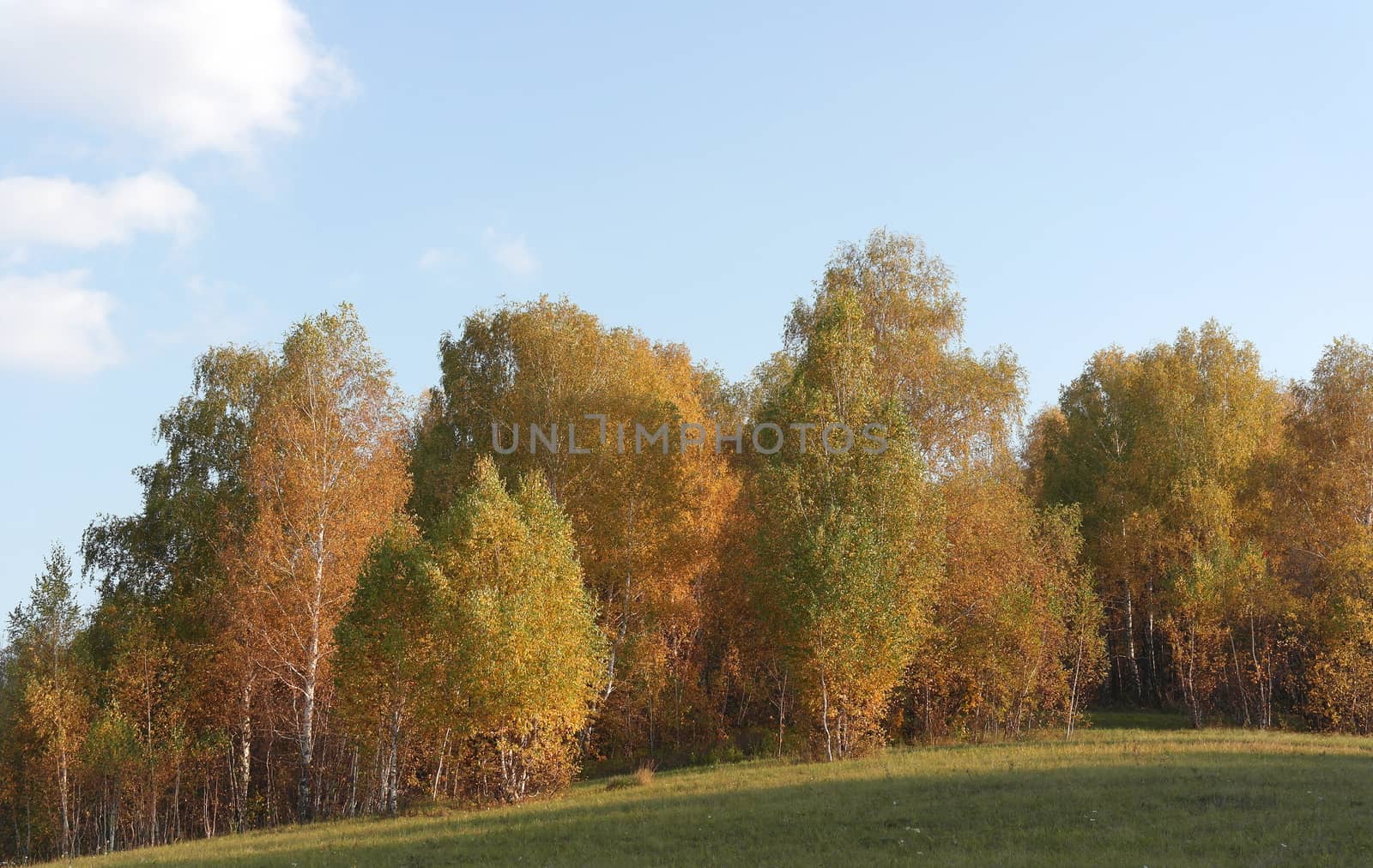 Beautiful autumn landscape with birches on the hill