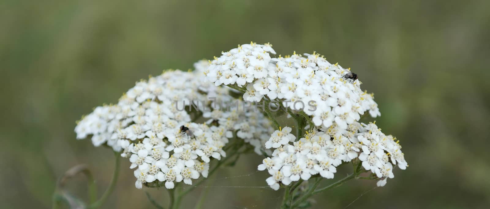 blossom white flowers, shallow dof