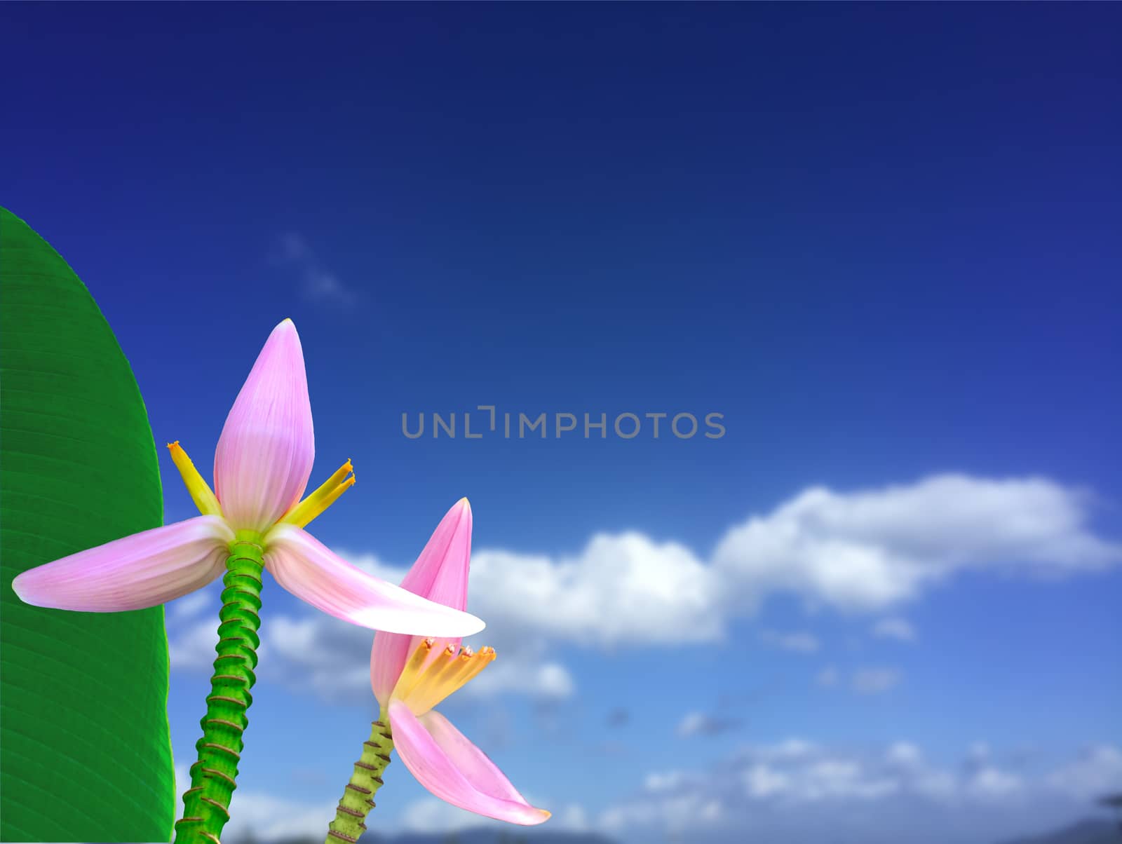 Pink banana flowers beautiful blossom with blue sky nature blurred background. Floral nature background with Copy space.
