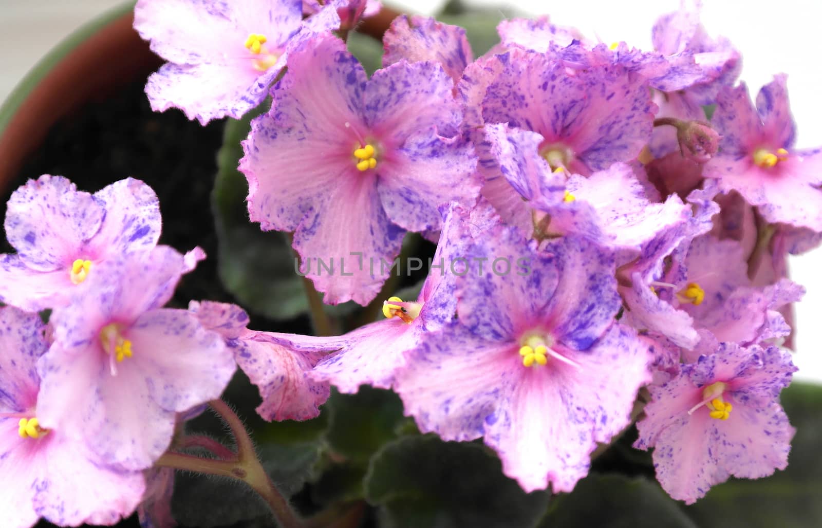 Blossoming saintpaulia macro view, shallow dof