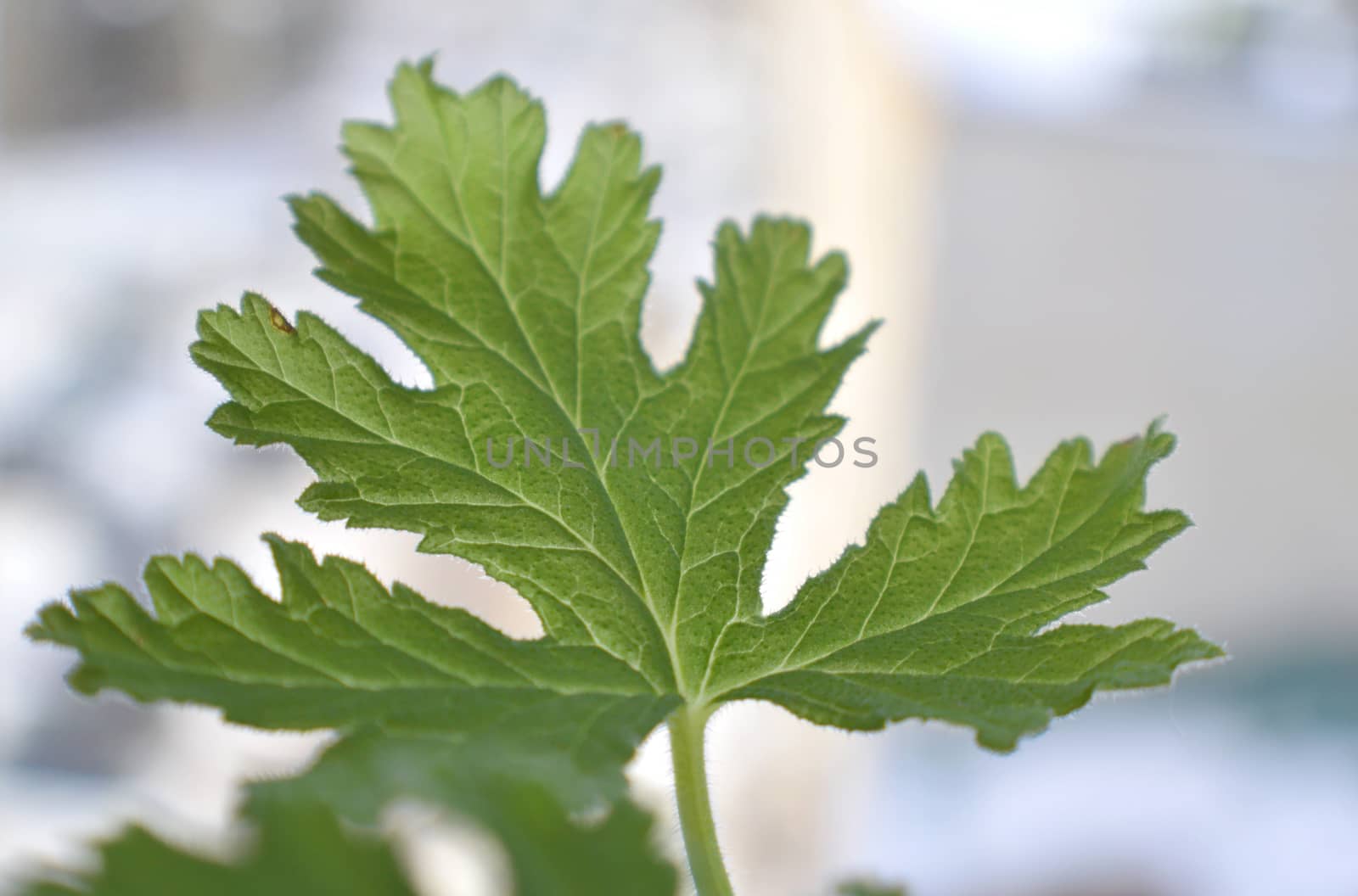 texture leaf geranium, shallow dof