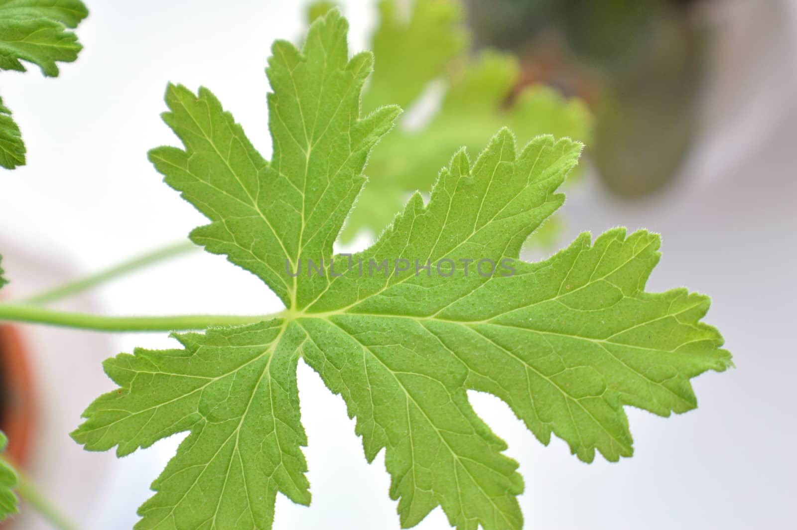 texture leaf geranium, shallow dof