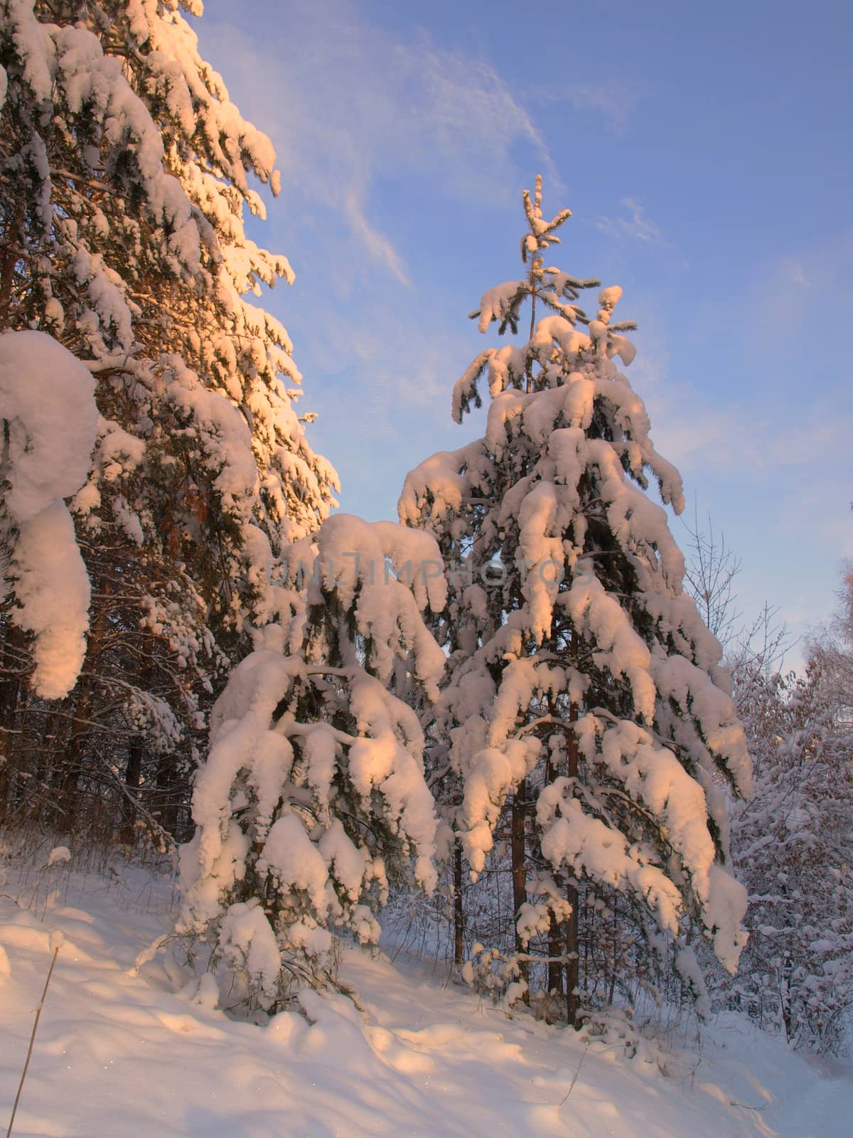 beautiful winter landscape with pine snow covered