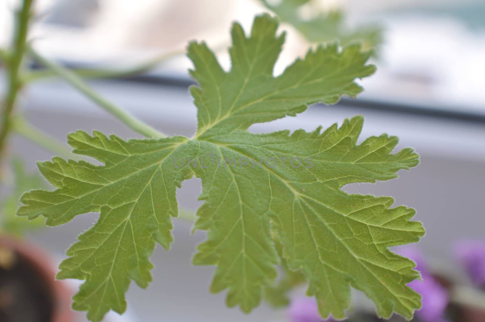 texture leaf geranium, shallow dof