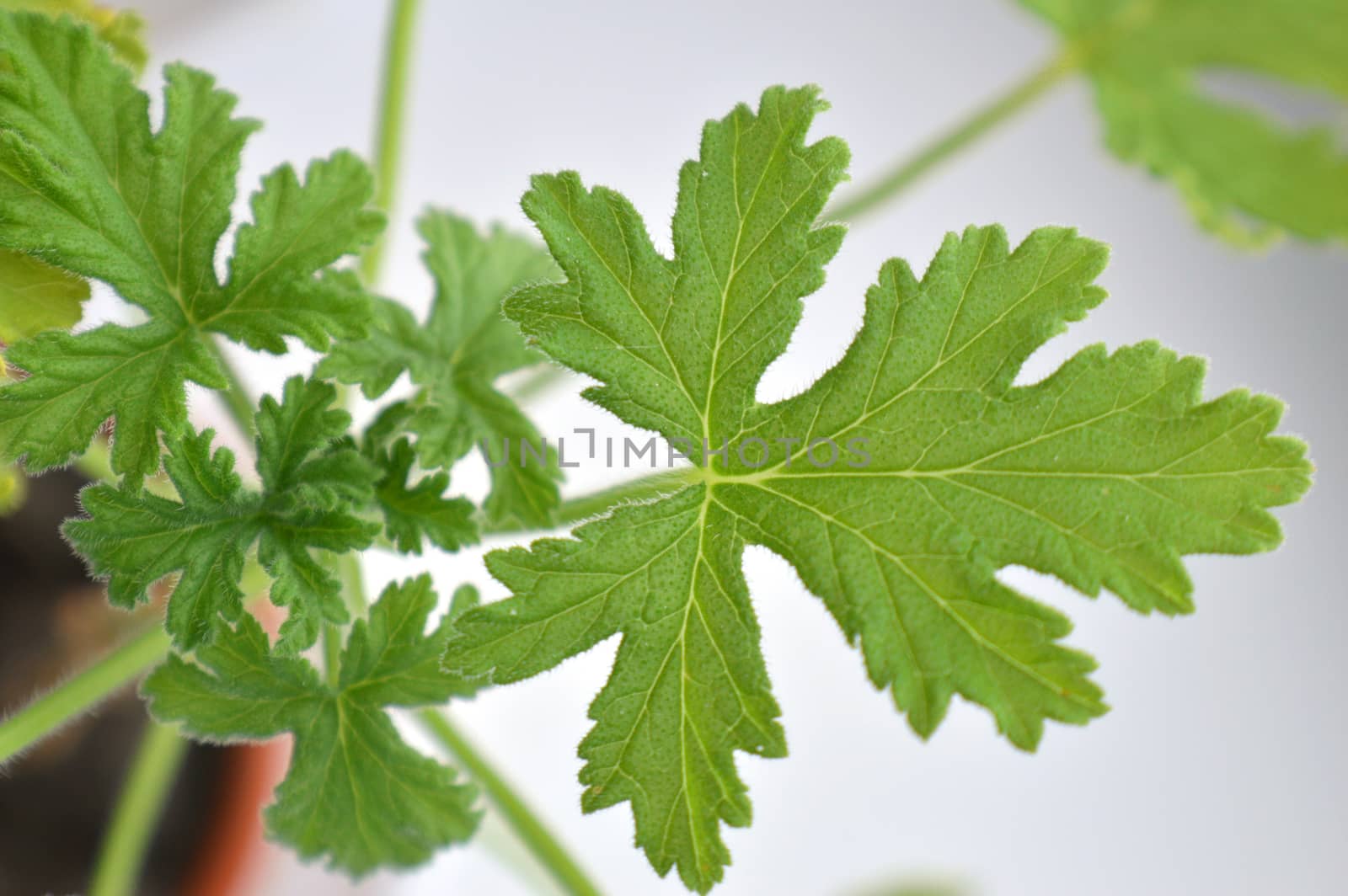 texture leaf geranium, shallow dof