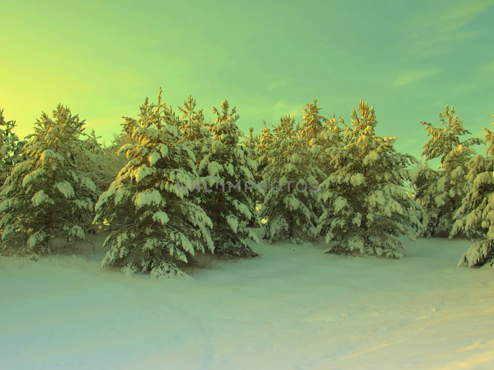 beautiful winter landscape with pines snow covered