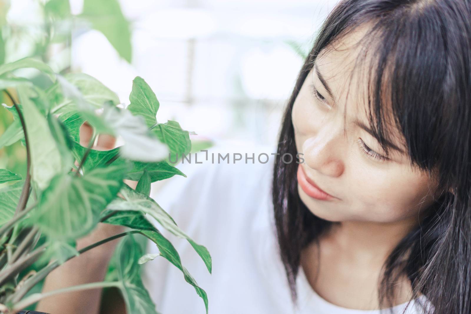 Woman hand holding fresh green arrowhead vine plant (Syngonium podophyllum) in black pot