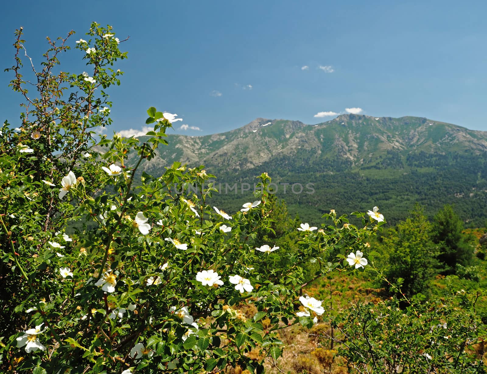 dog rose bush with the snow spoted mountains by Henkeova
