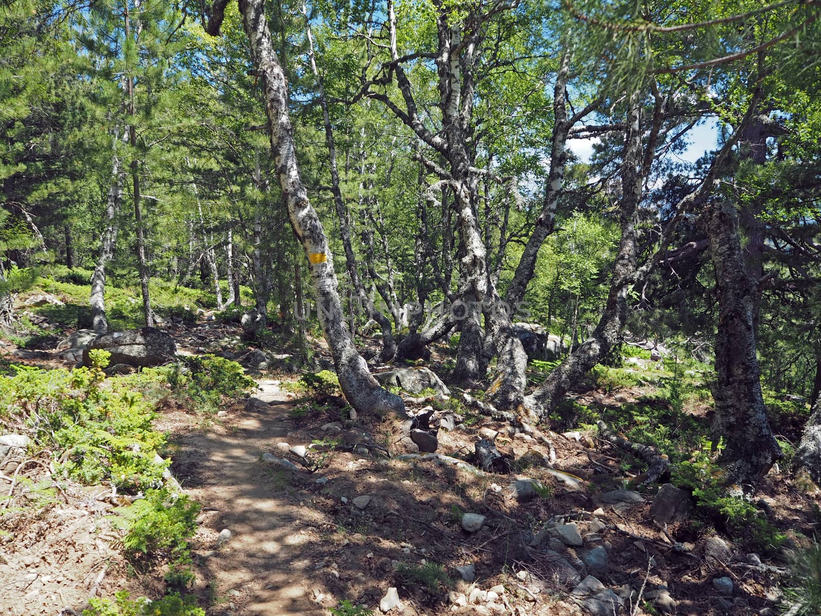 yellow marked footpath in the birch and pine forest with soft shadows and lights