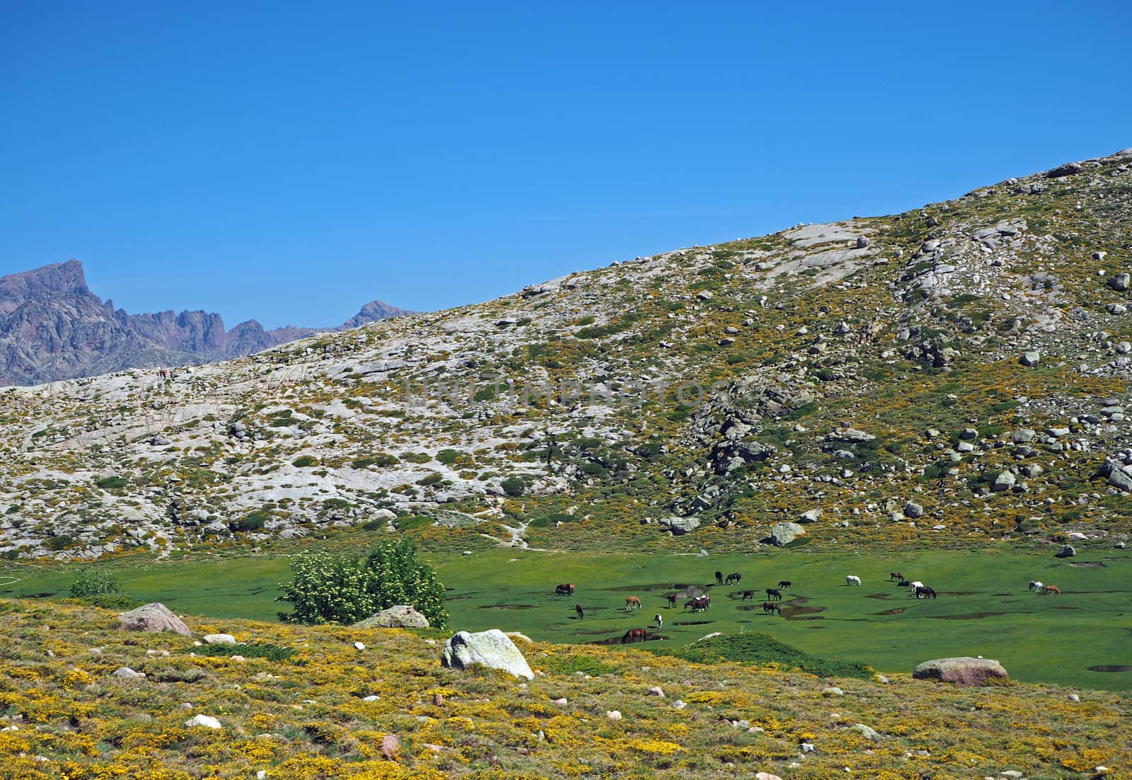 green mountain meadow with grazing horses on rock and blue sky background with yellow flower bans