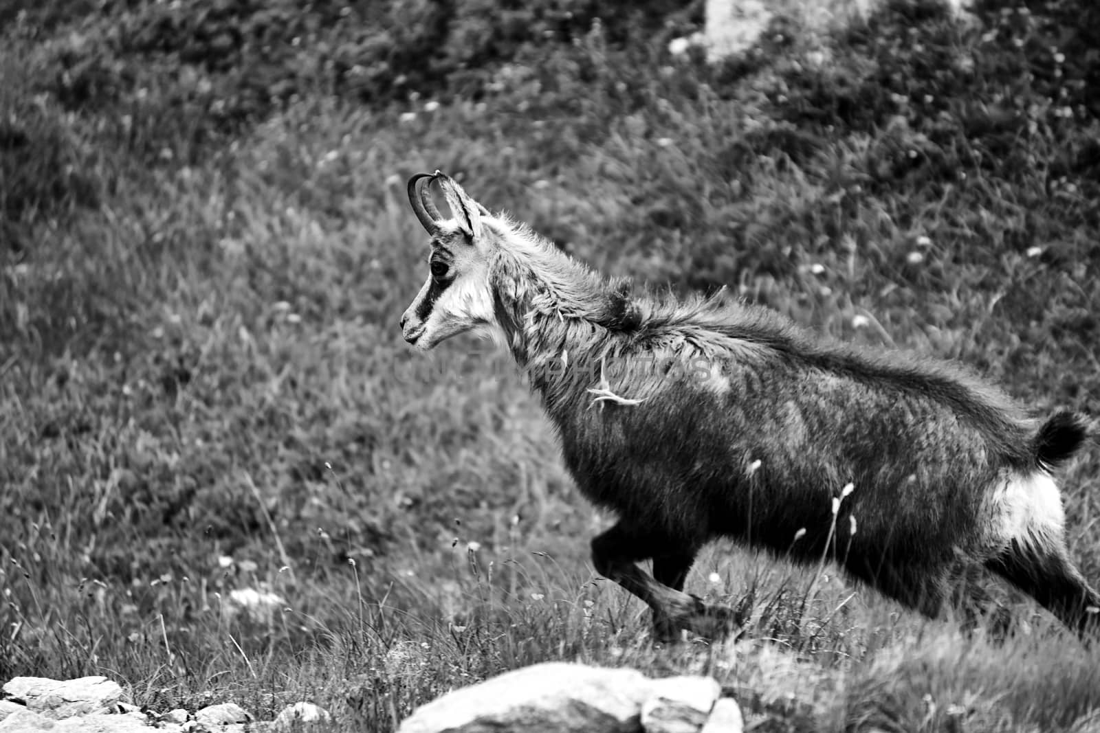Tatra chamois in the meadow in the Tatra mountains in Poland, black and white