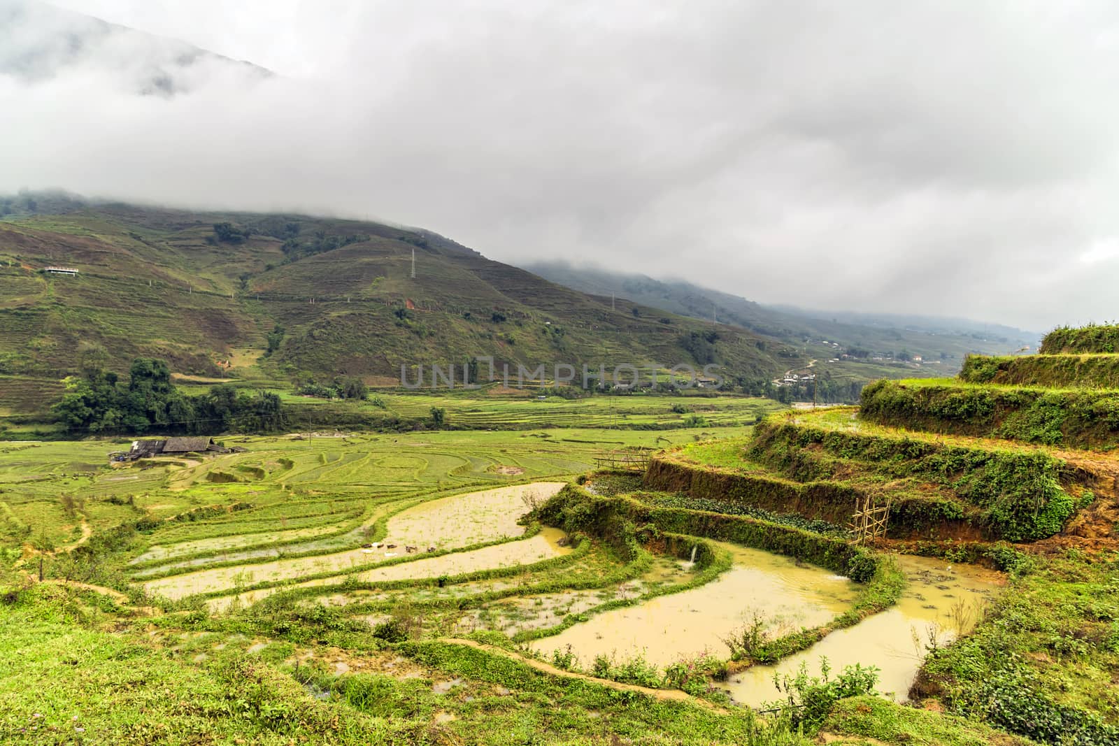 Rice terraces panoramic view to the Wheat crop field Landscape village in the mountains of Sapa