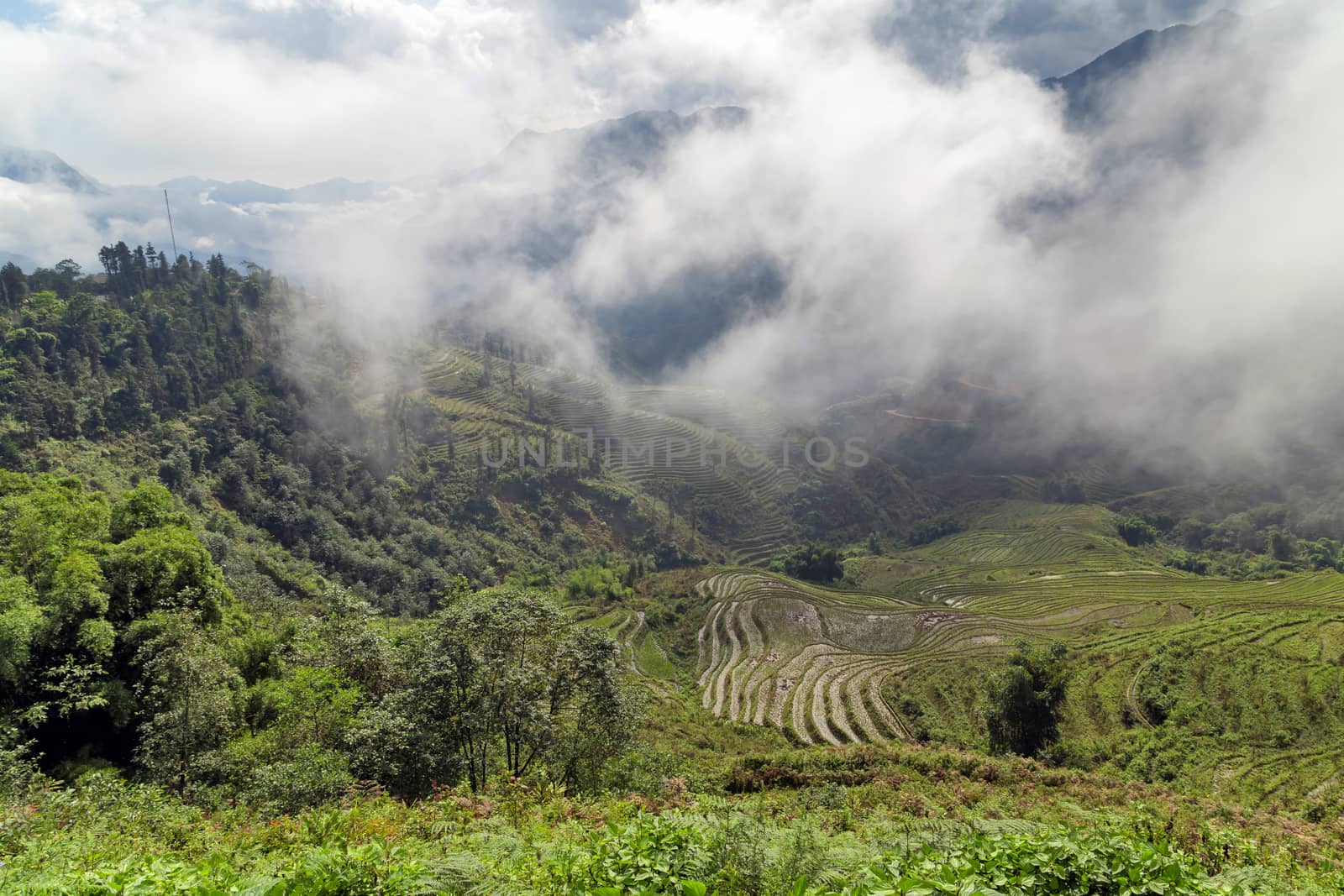 Rice field terraces panoramic view to the Hills and mountains by Vladyslav