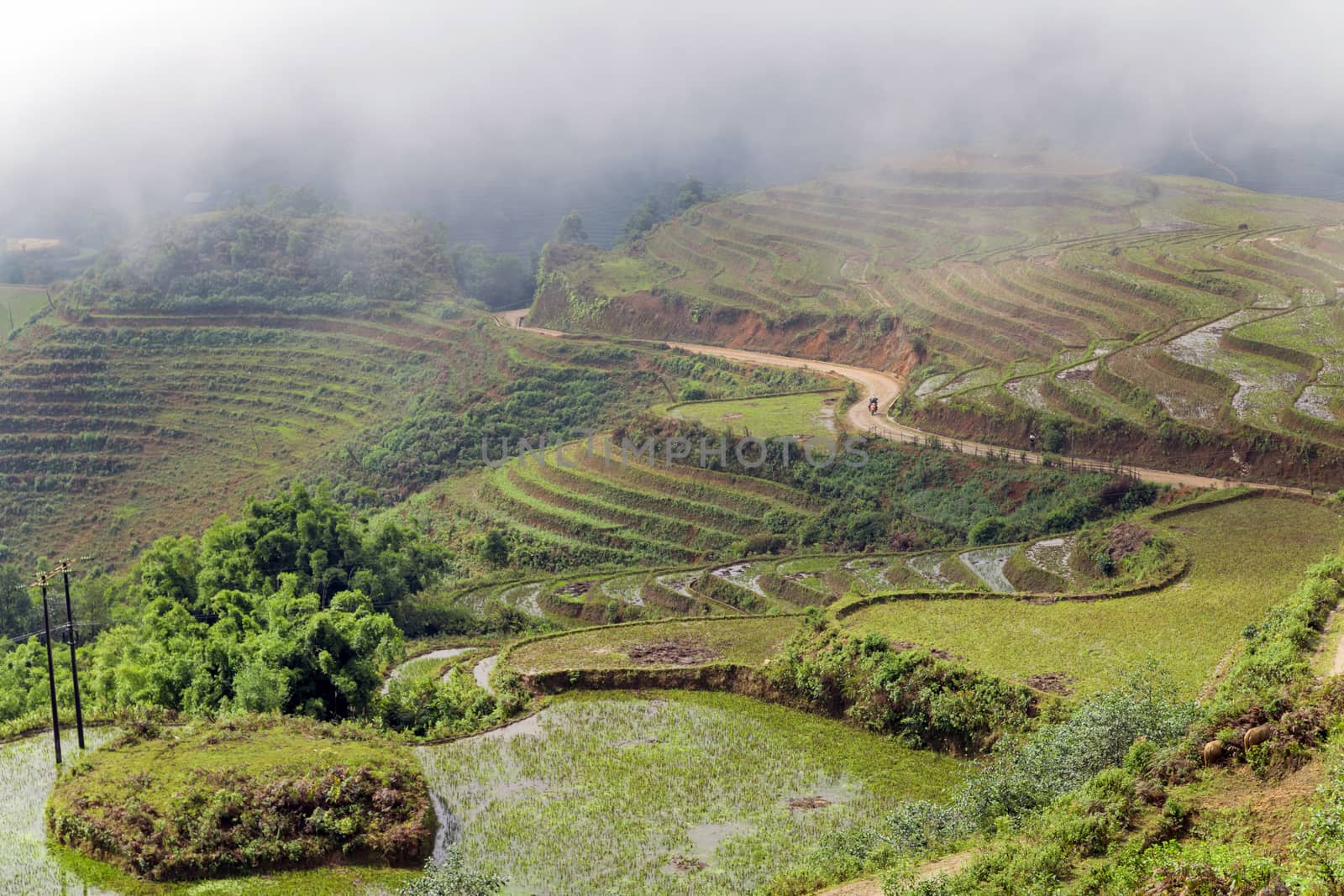 Landscape view of Sapa Valley in Lao Cai Province in Vietnam. by Vladyslav
