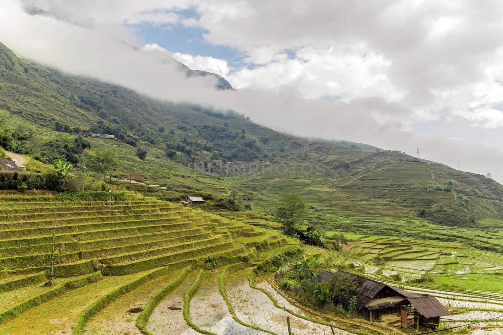 Paddy Rice Harvest at highlands of Sa Pa in Vietnam by Vladyslav