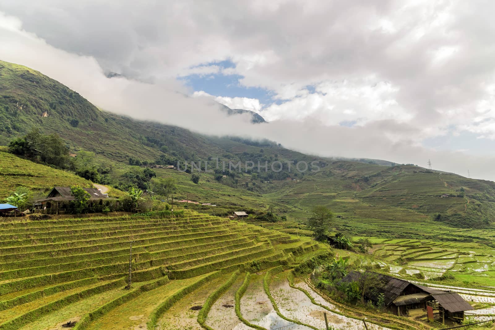 Paddy Rice Harvest at highlands of Foggy landscape Sa Pa in Vietnam