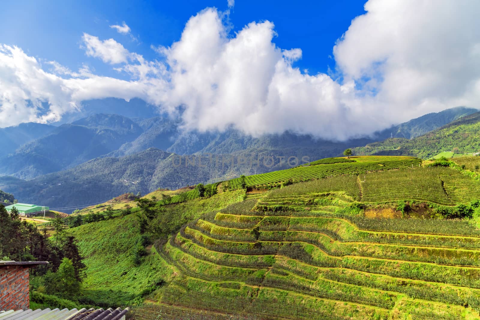 Vietnam landscapes Rice fields on terraced by Vladyslav