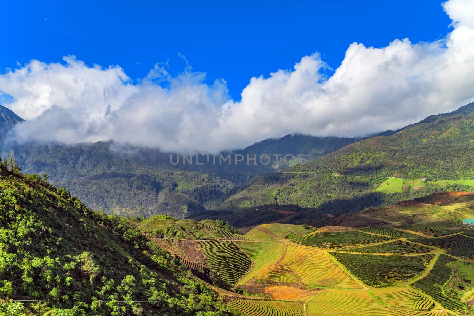 mountain in Indochina landscape terraces green grass blue sky cloud of Sapa, north Vietnam.