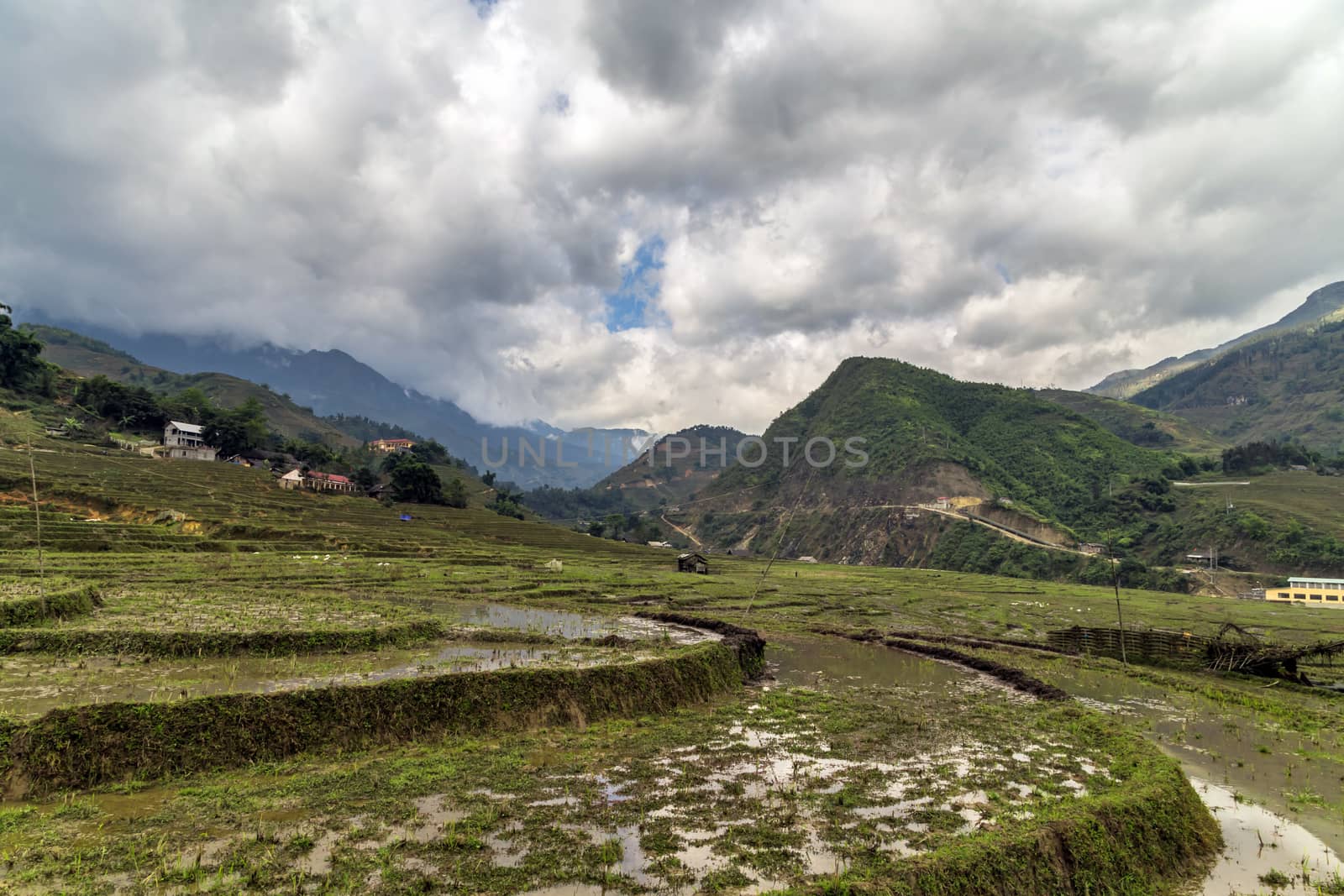 Paddy Rice Harvest crop field Landscape