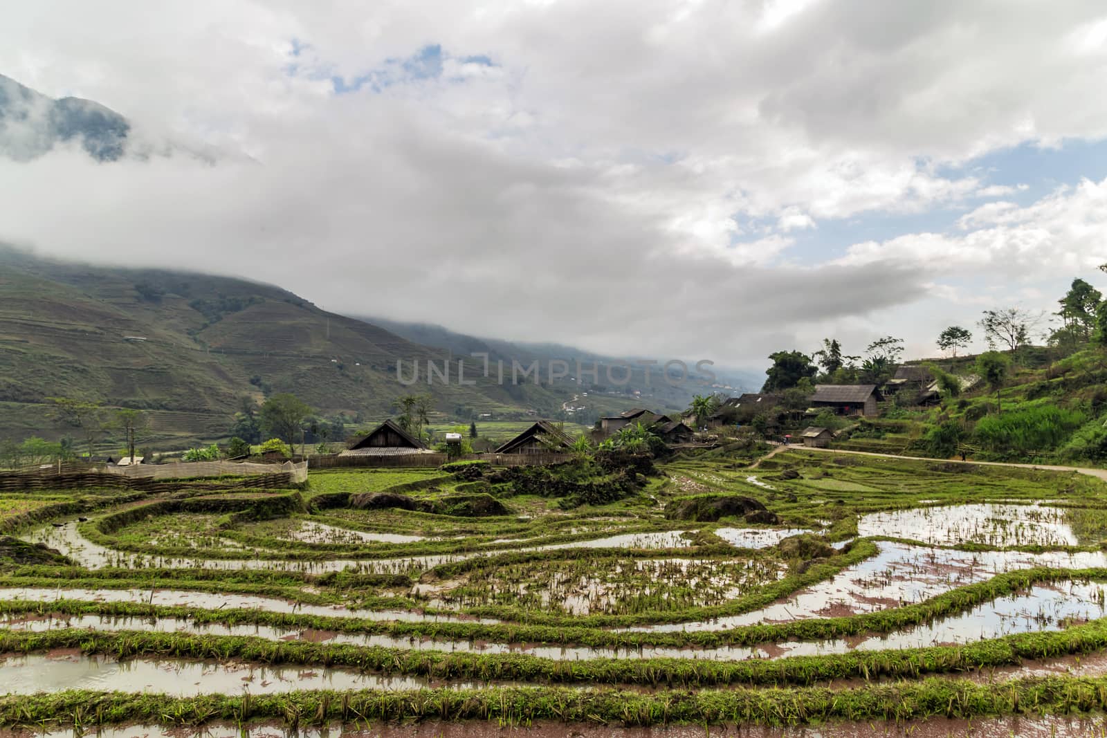 Rice terraces Wheat crop field Landscape