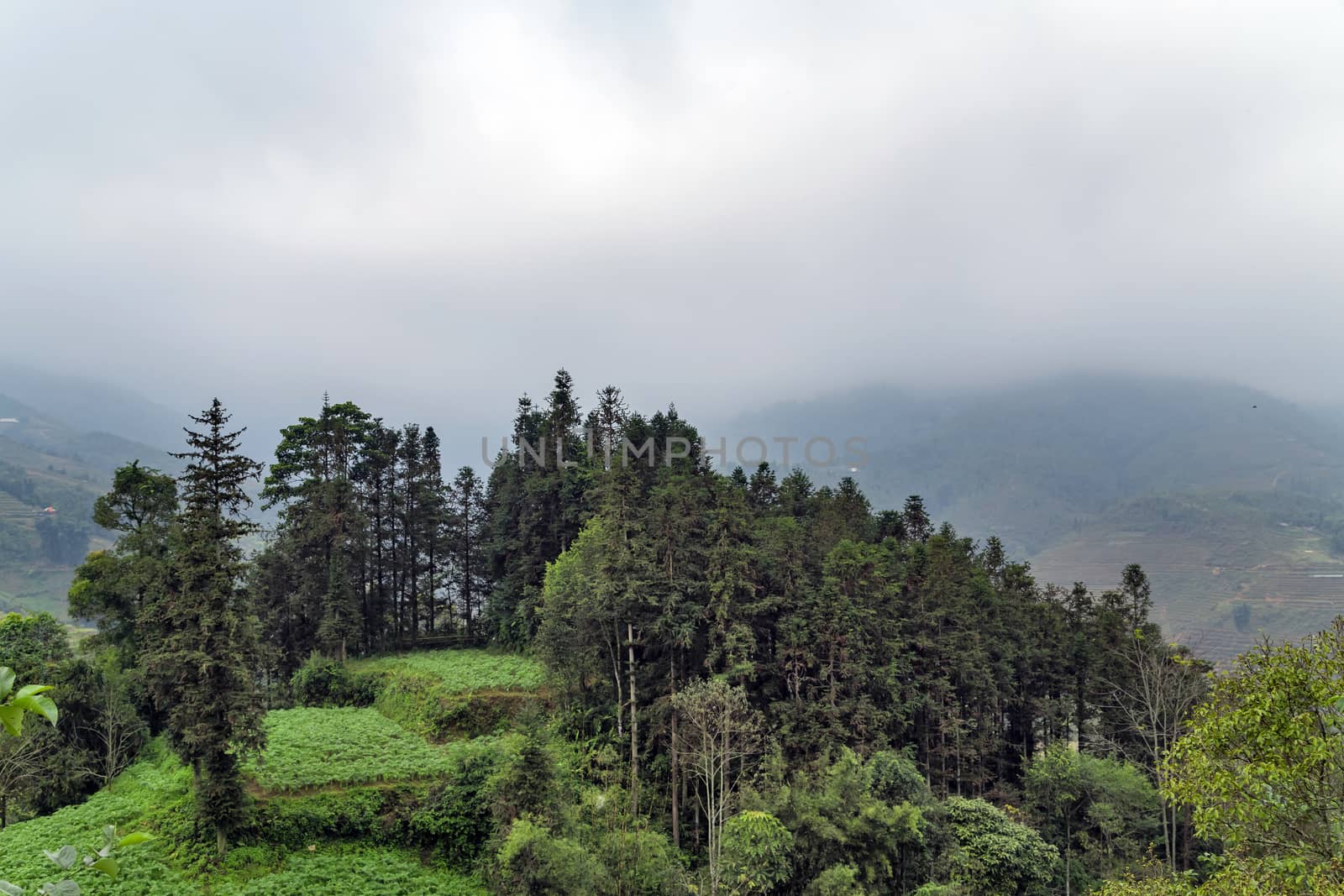 Landscape Terraced rice field view of Sapa Valley in Lao Cai Province in Vietnam