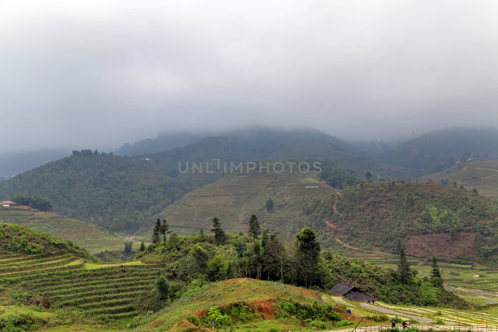 Rice field terraces. Mountain view in the clouds. Sapa, Lao Cai by Vladyslav