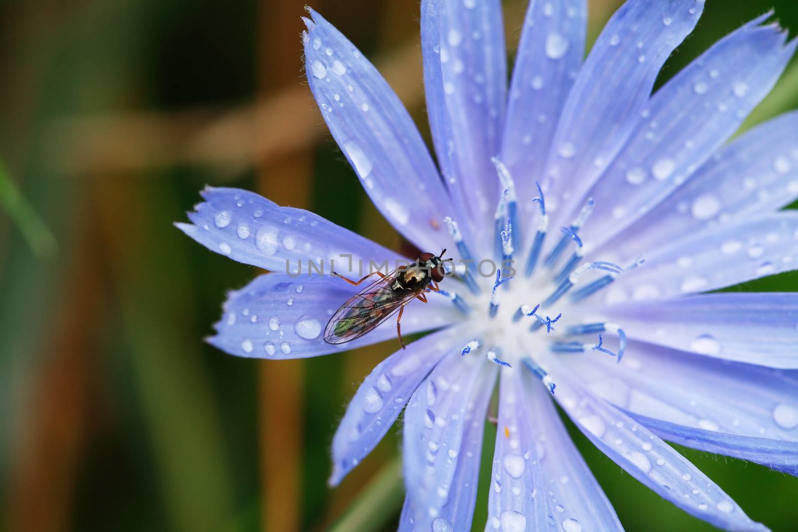 Small insect on nice blue wildflower after rain