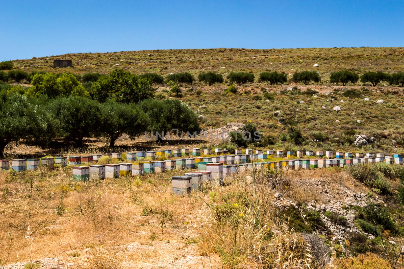 Colorful wooden beehives among olive trees  by Philou1000