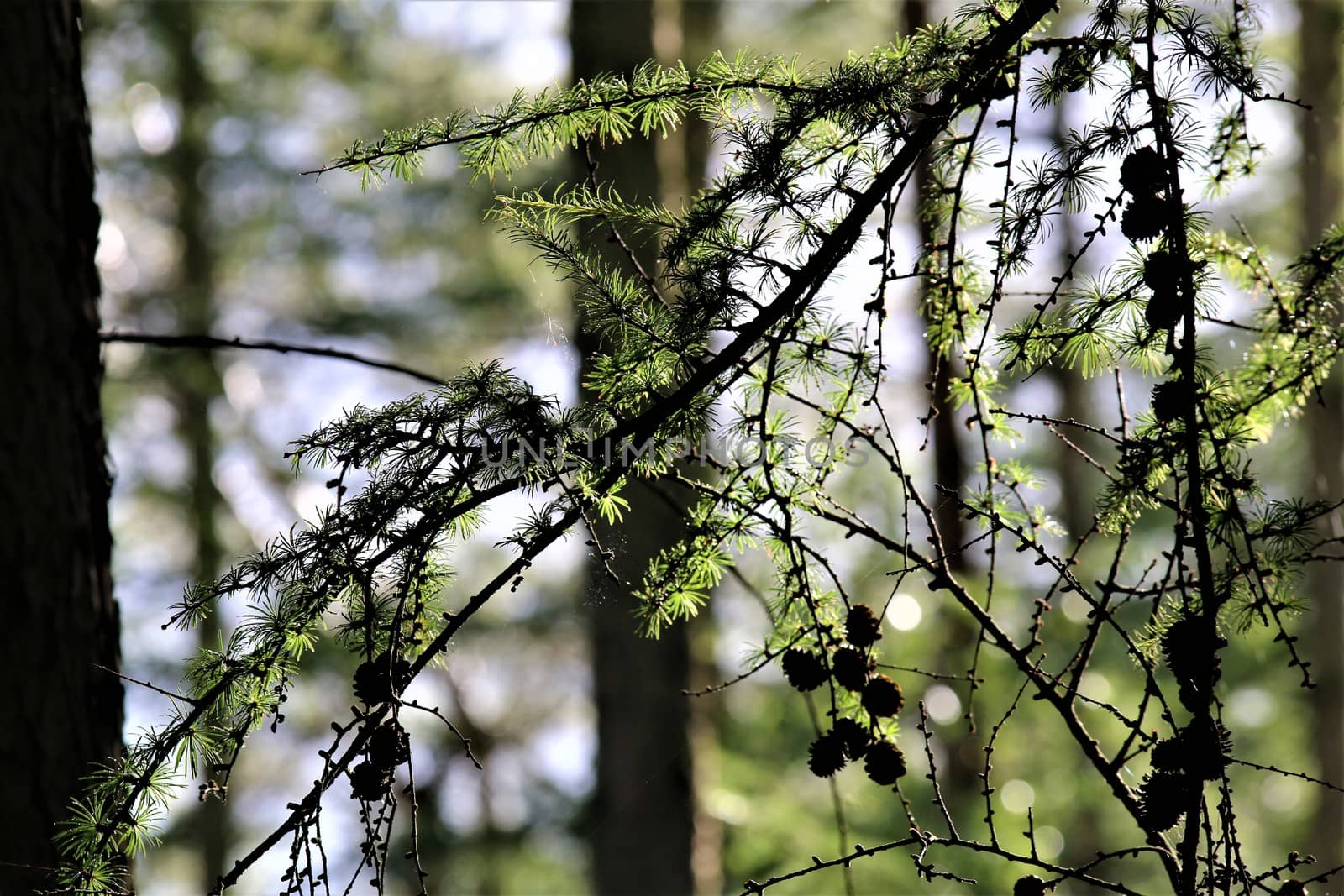 Spruce branch with cones in the back light in the forest