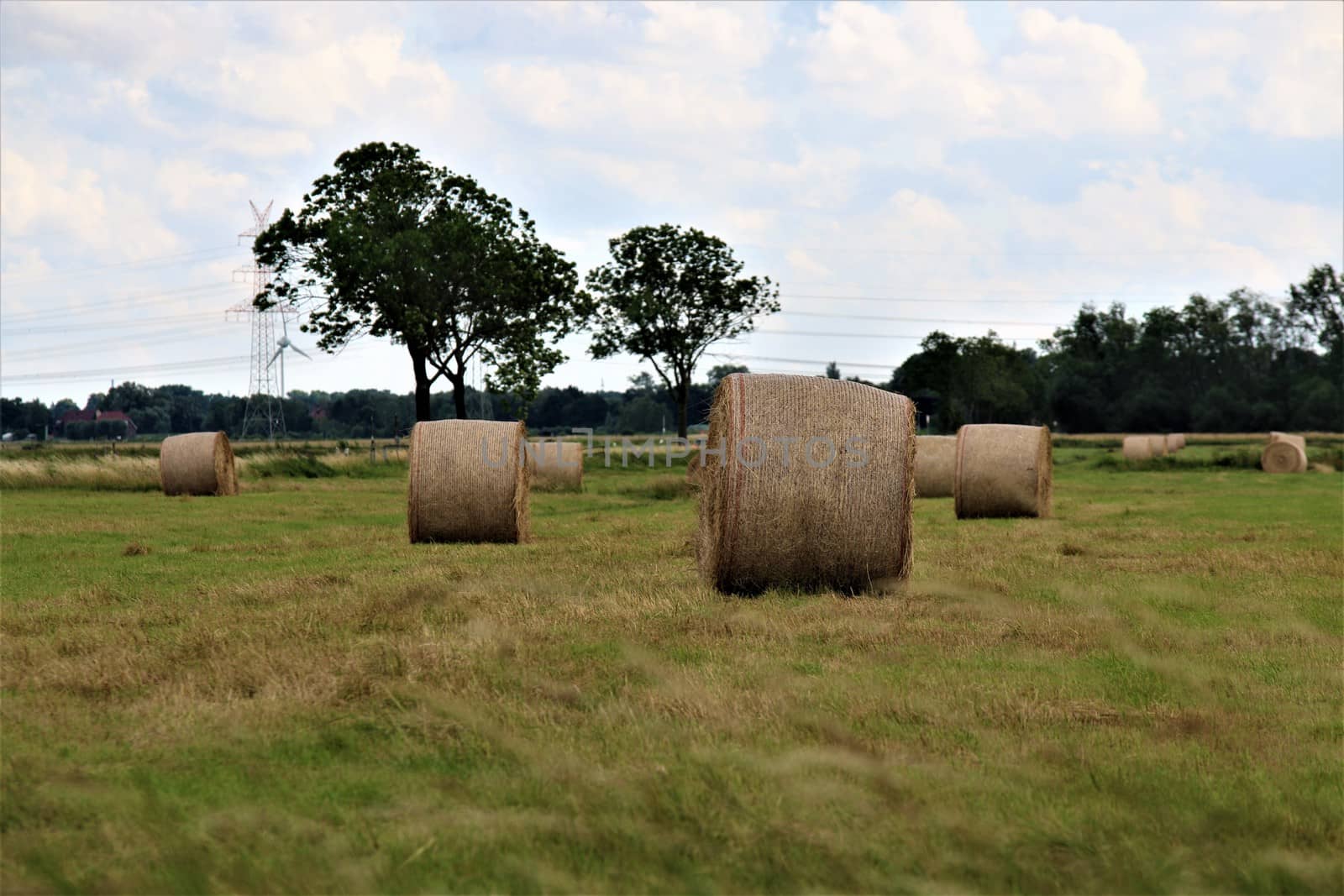 Round bales of hay on the pasture