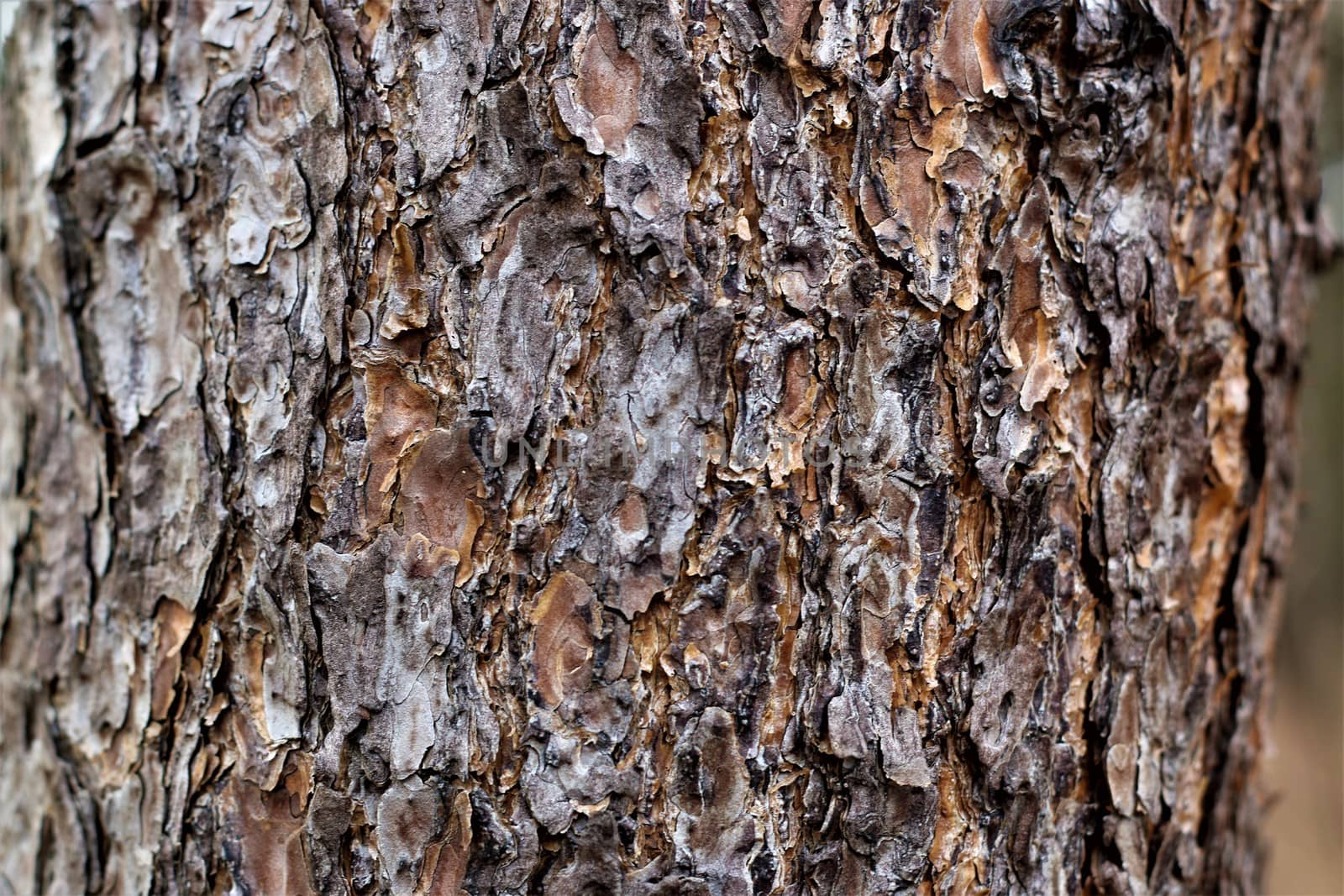 Close up of the bark of a tree