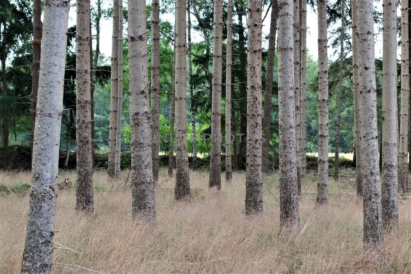 Tall bare pines in the forest